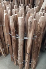 Ganivelle Chataignier – Image 5